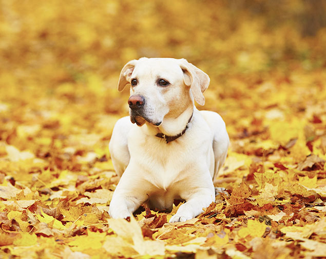 This image for Image Layouts addon