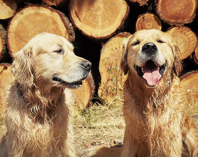 This image for Image Layouts addon