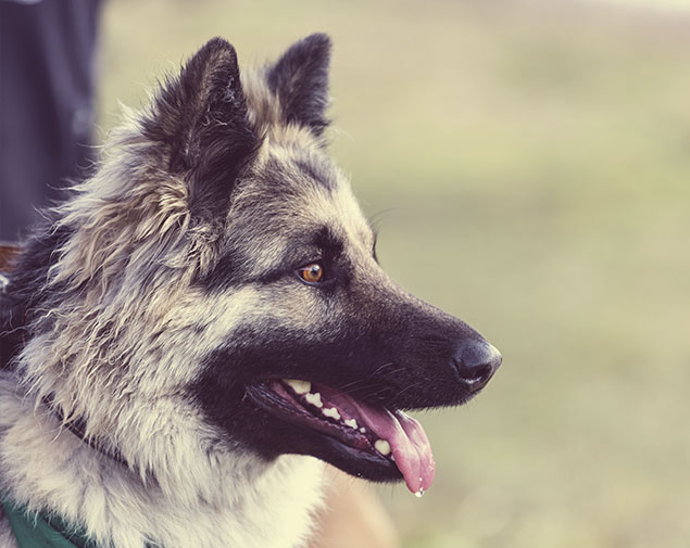 This image for Image Layouts addon