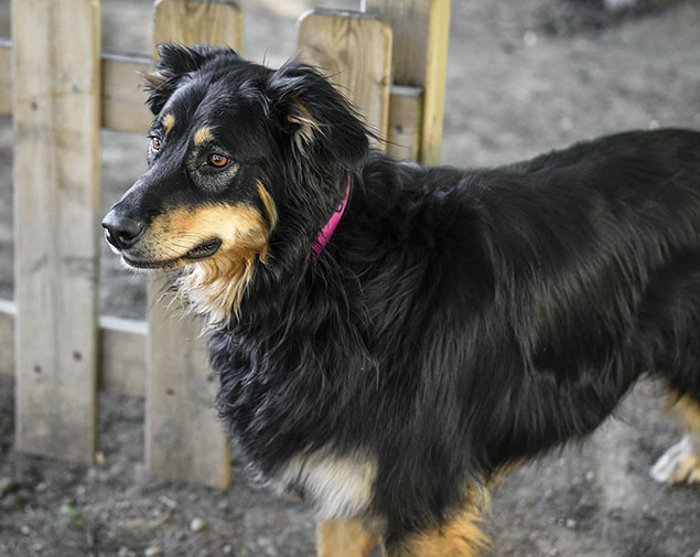 This image for Image Layouts addon