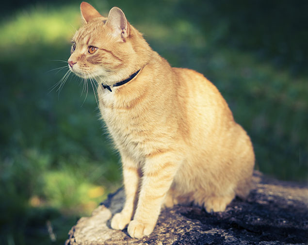 This image for Image Layouts addon