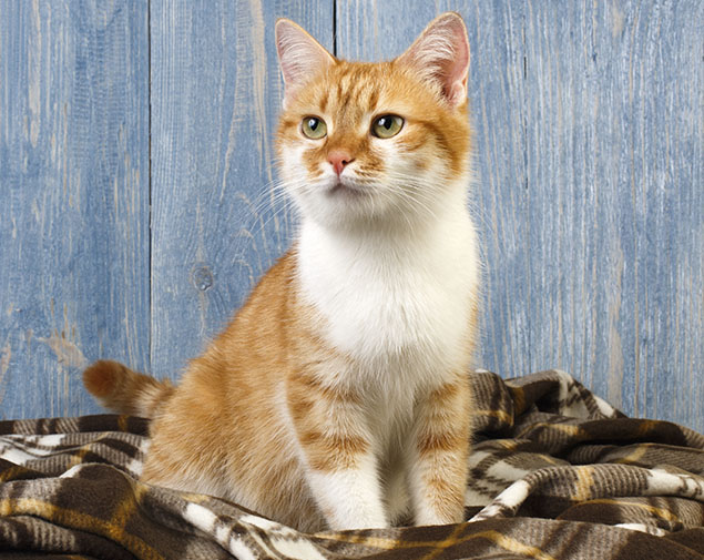 This image for Image Layouts addon