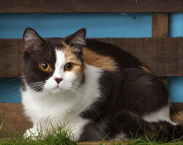 This image for Image Layouts addon