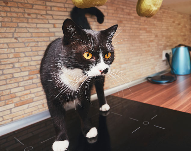 This image for Image Layouts addon